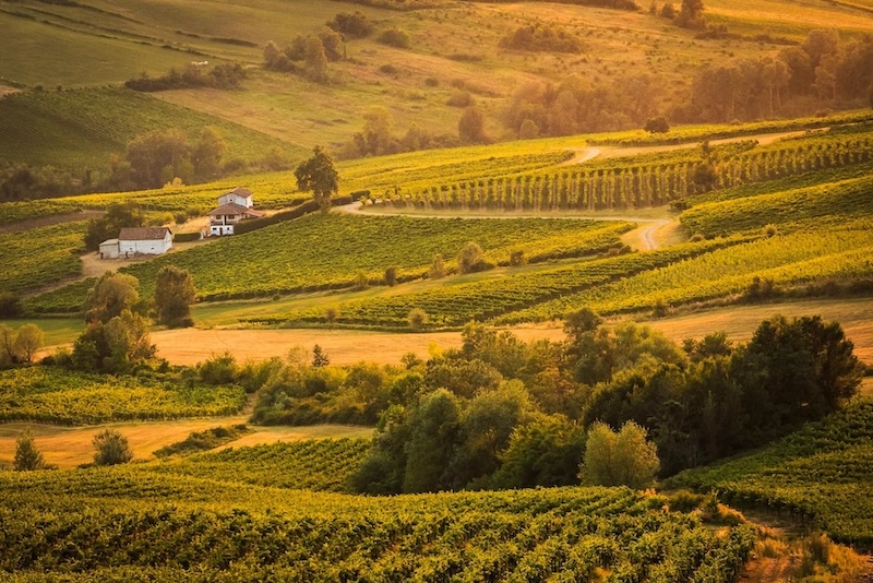 Tour delle cantine e degustazione